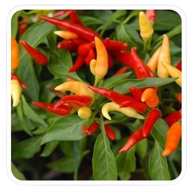 Capsicum Annuum