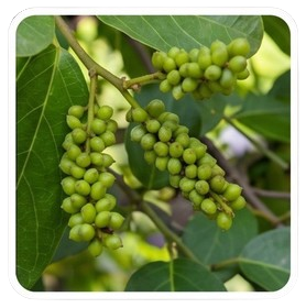 Gymnema Sylvestre