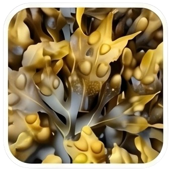Bladderwrack Powder
