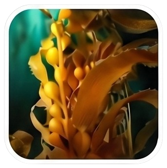 Kelp Powder