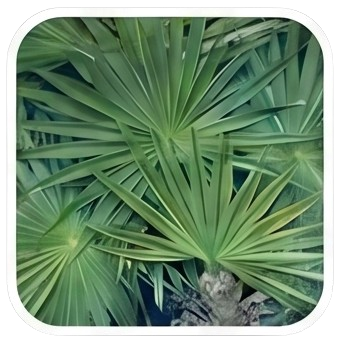 Saw Palmetto