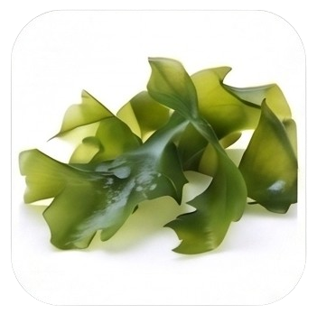 Wakame Extract